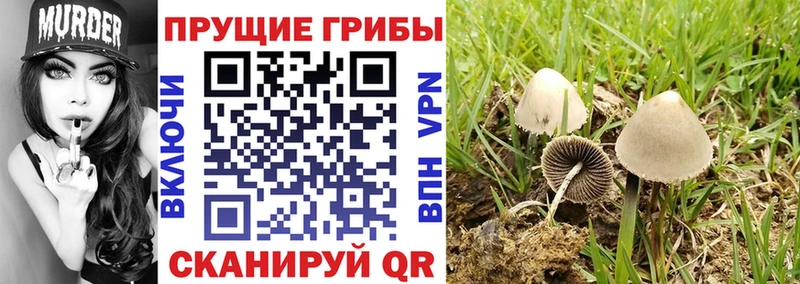Псилоцибиновые грибы MAGIC MUSHROOMS  купить закладку  Калининград 